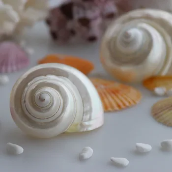 Gratis Forsendelse(2pcs/masse)Sølv Munden Turban Naturlige Shell & Conch Hjem Dekoration Akvarium Landskabspleje Shell Smykker